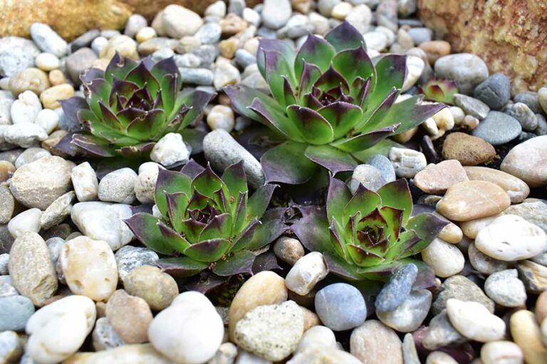 Creating Beautiful Gravel Gardens in Cape Town