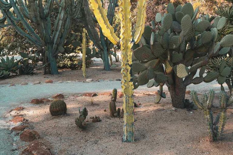 The Importance of Coarse Sand for Cactus in Cape Town